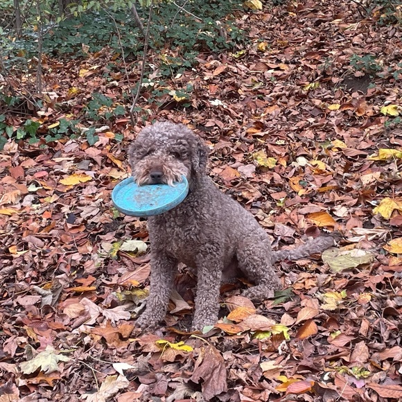 Meet your Posher, Lauren - Picture 1 of 1